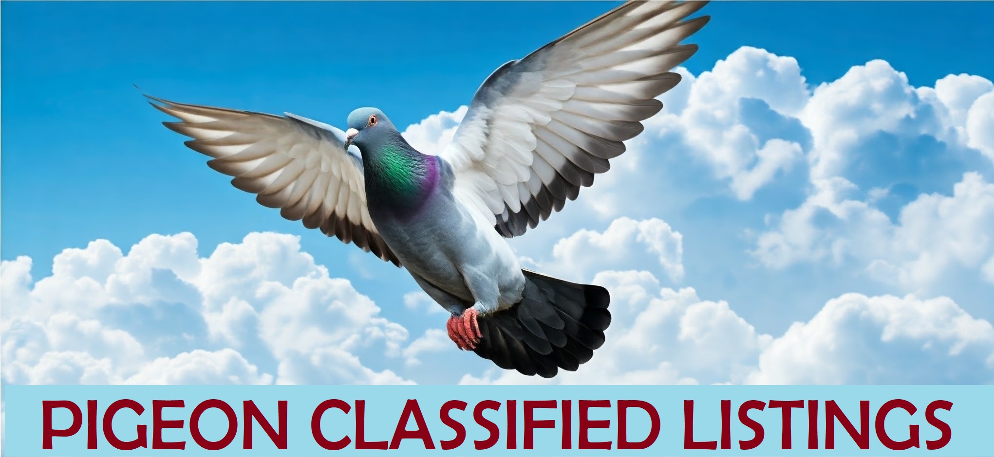 PigeonRing Classified Listings