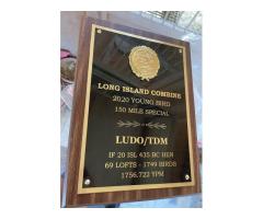 20/ISL-435 BC H - TOPPED COMBINE 1ST PL WINNER & PROVEN BREEDER! - 2