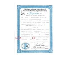 20/ISL-435 BC H - TOPPED COMBINE 1ST PL WINNER & PROVEN BREEDER! - 3