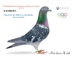 IF 22 Scholar 3680 DC C - One loft race winning bloodline!