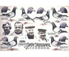 IF 22 Scholar 3680 DC C - One loft race winning bloodline! - 3