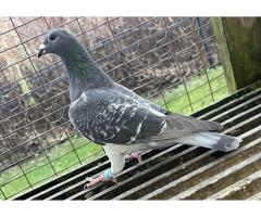 25/LUDO-78 Cock - Son of I.F. Hall of Fame YB!