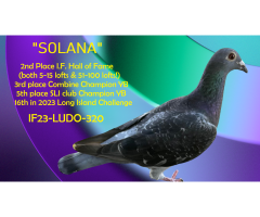 25/LUDO-78 Cock - Son of I.F. Hall of Fame YB! - 3