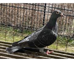 21/NSBR-1902 - 5th in Long Island Challenge & Sister to $10,000 hen!