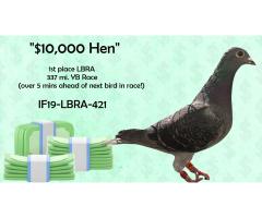 21/NSBR-1902 - 5th in Long Island Challenge & Sister to $10,000 hen! - 3
