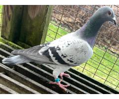 25/BISON-2326 - BC C - 4th place Long Island Challenge 334 miles