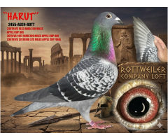 HARUT